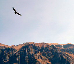 Condor gliding above the Colca Canyon